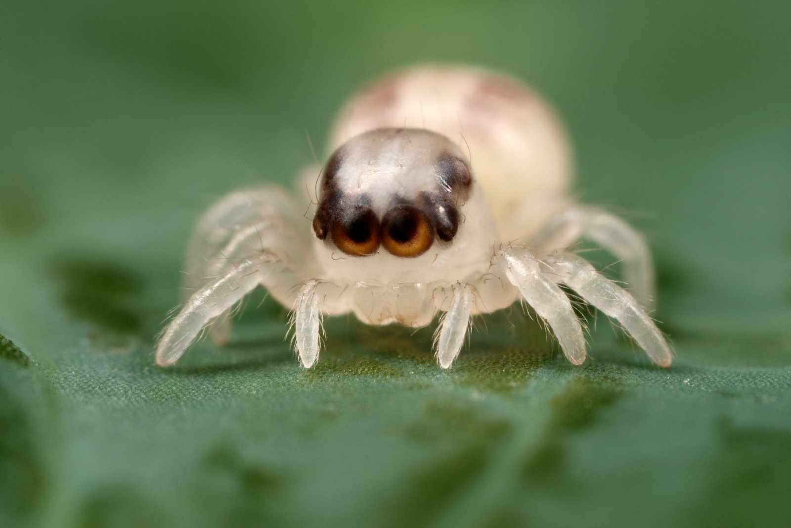 insekt spinne