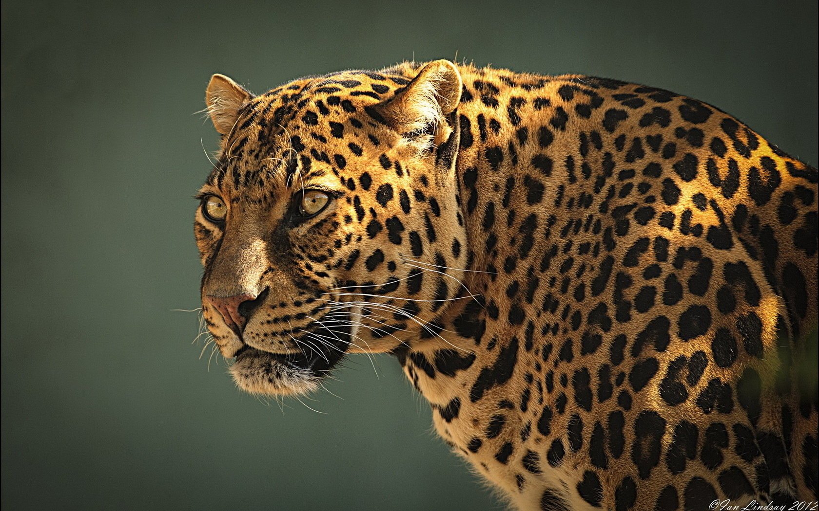predatore leopardo leopardo muso profilo