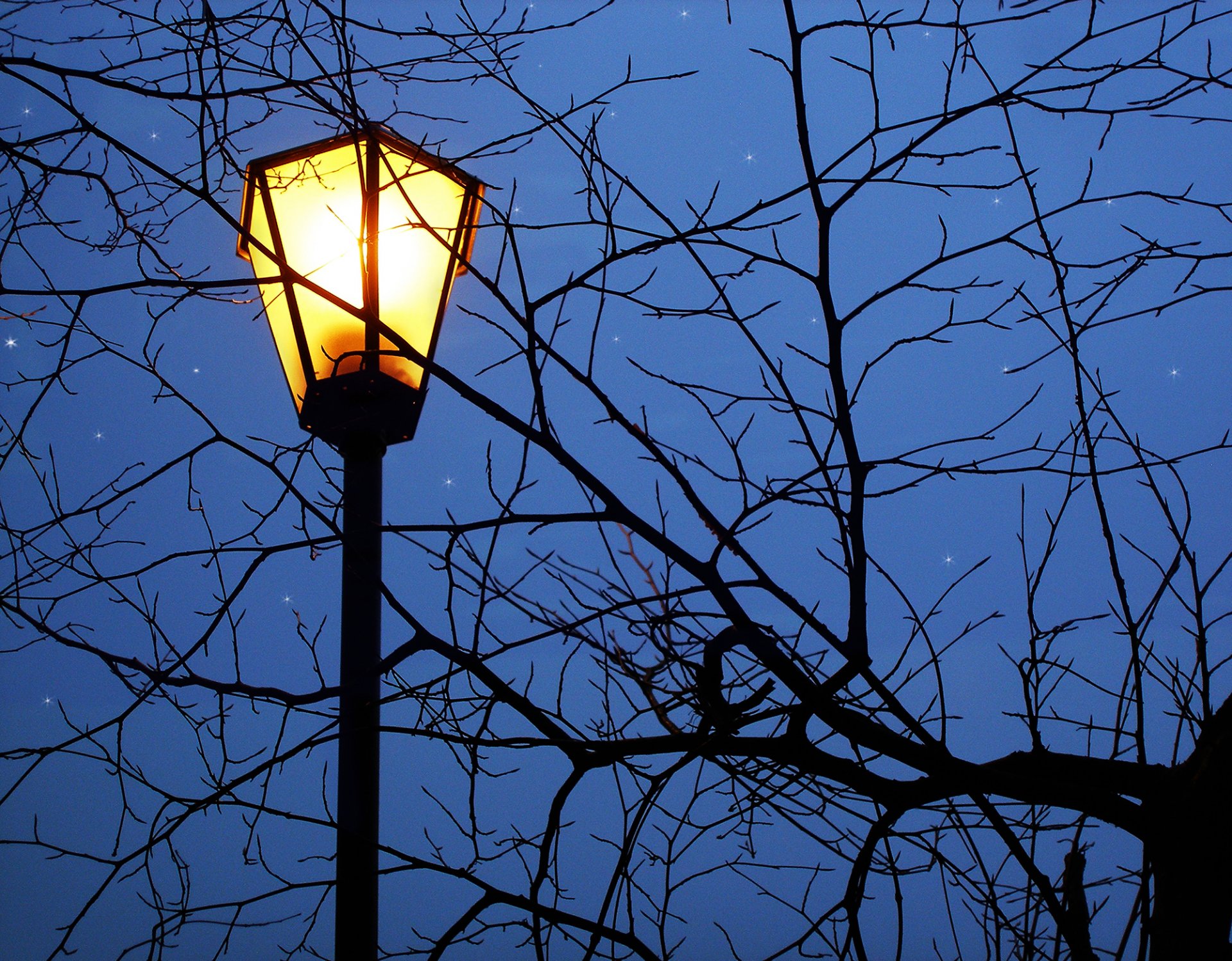night light branches star