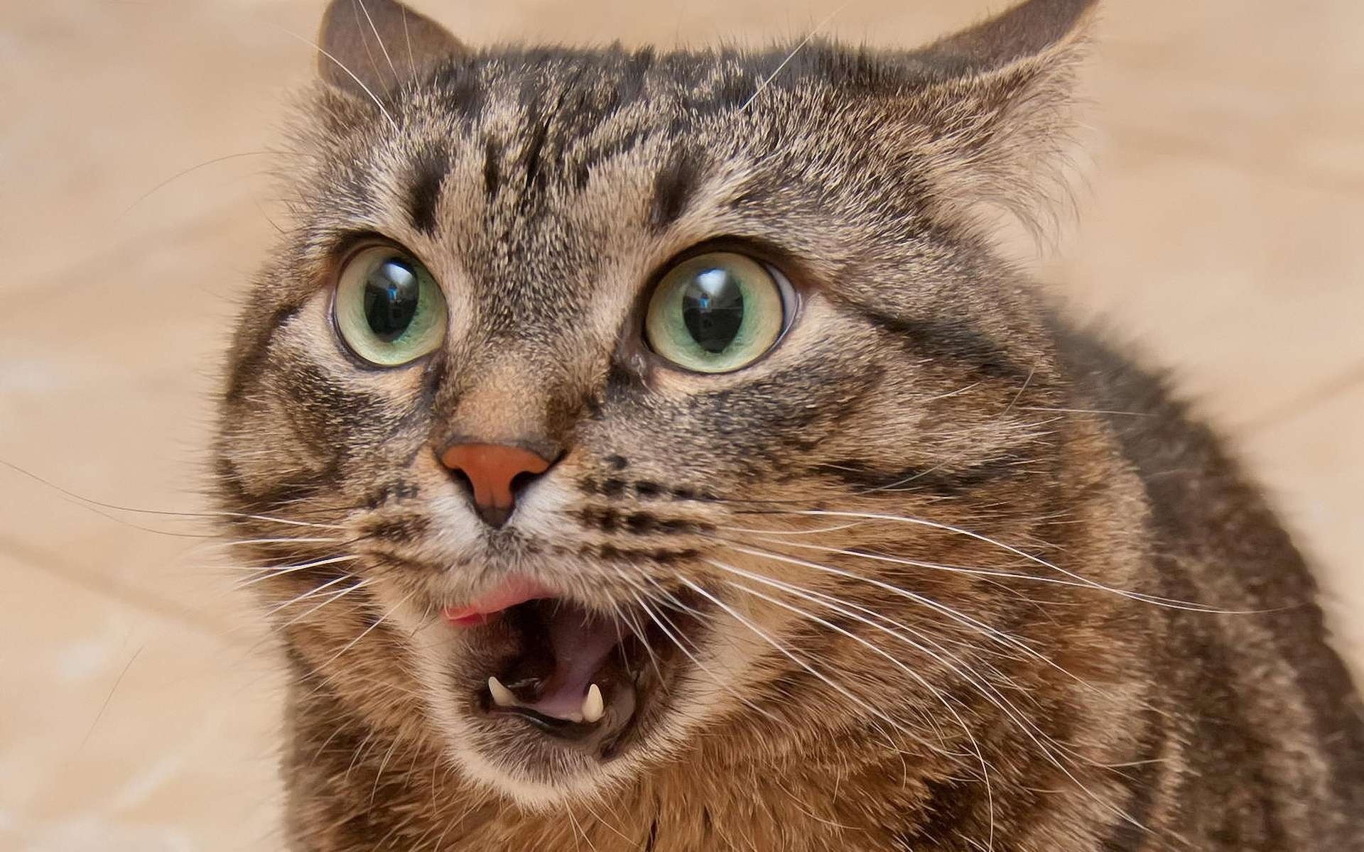 cat cat