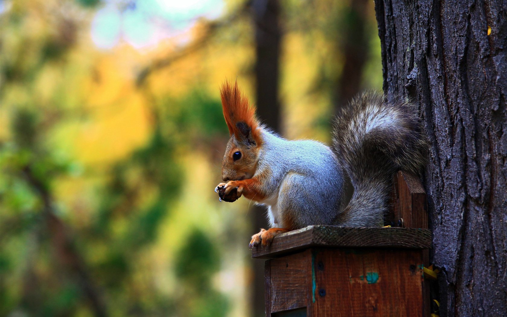feeder schwanz baum wald eichhörnchen ohren