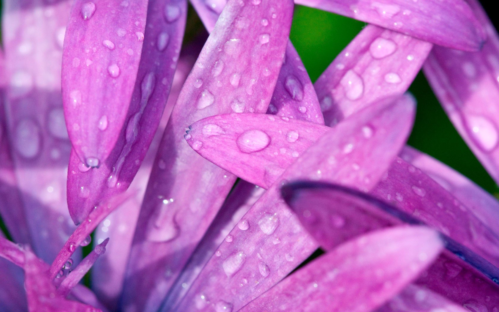 pink petal