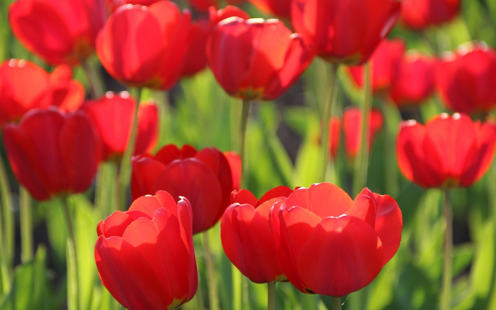 fiori tulipano primavera
