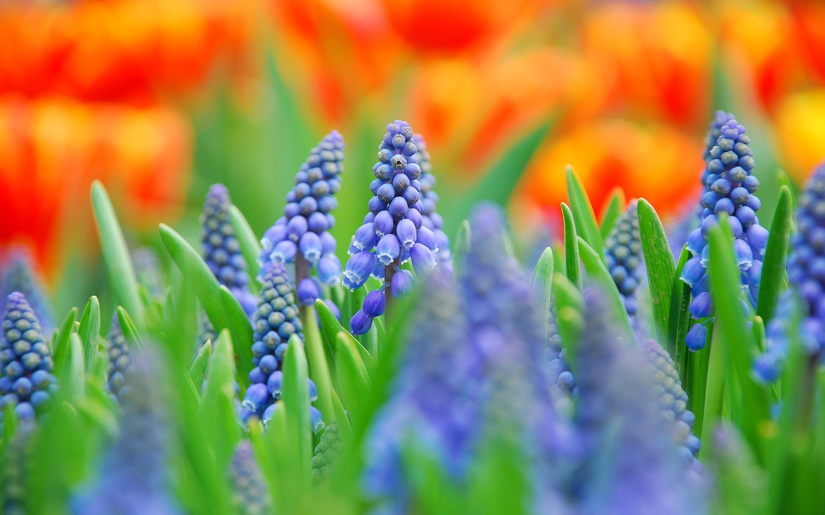 fiori blu muscari campo macro
