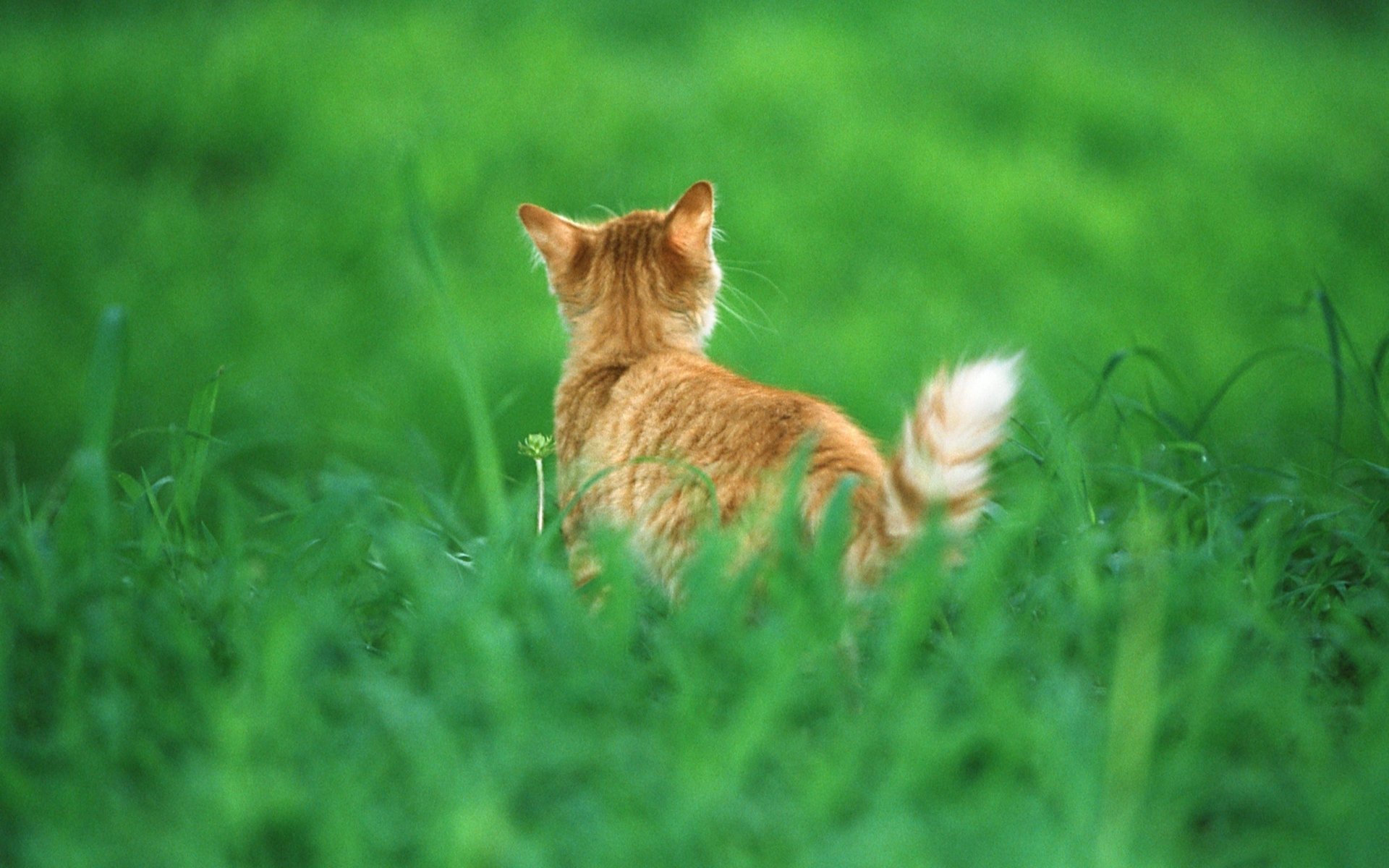 cat red tail gra