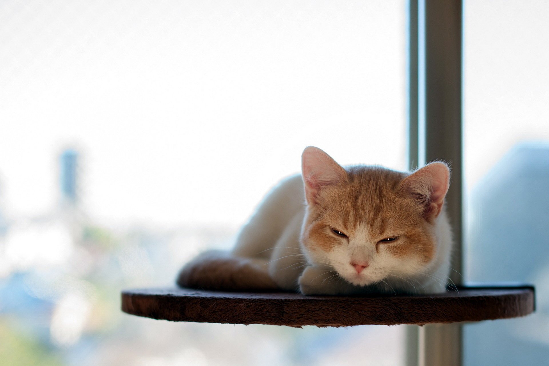 ruhe katze torode