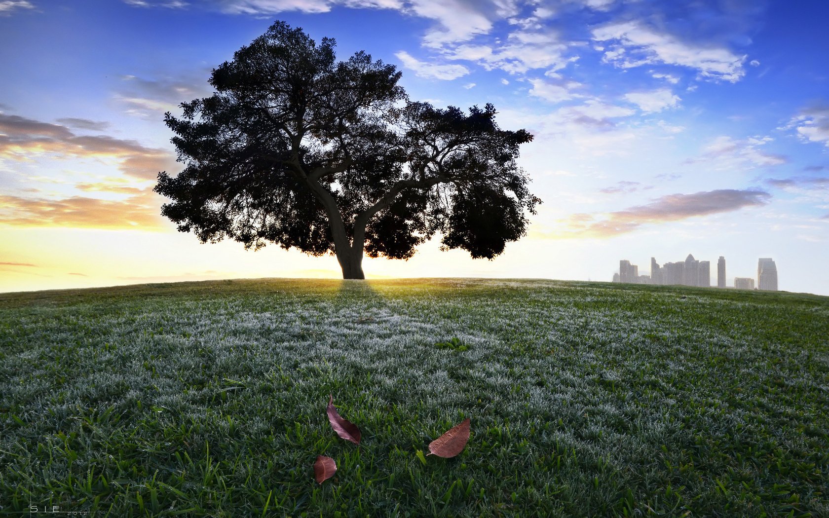 corona erba albero collina foglie