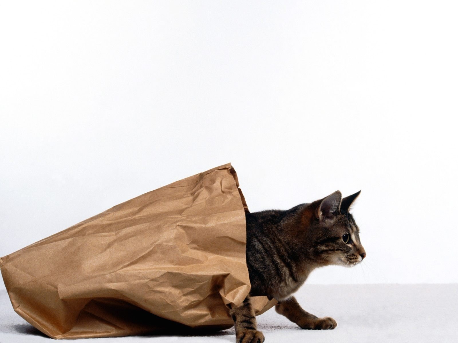 chat chat paquet