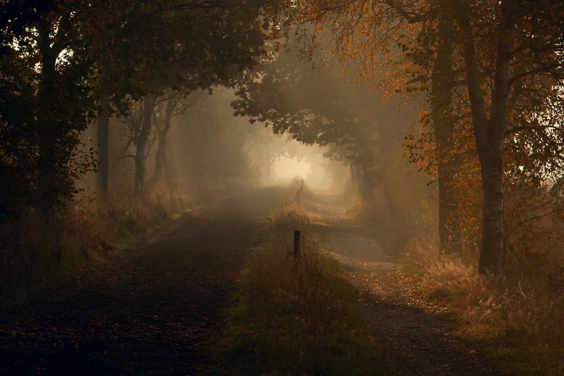 autunno mattina natura luce strada