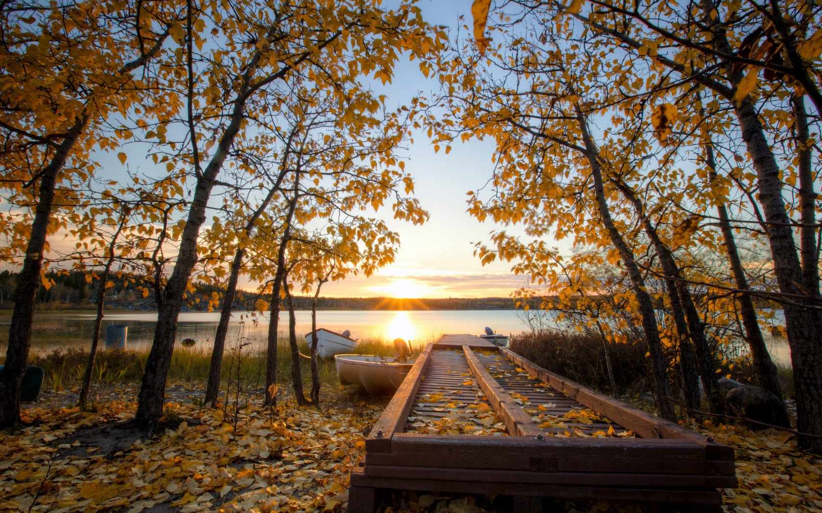 autunno canada giallo alberi foglie