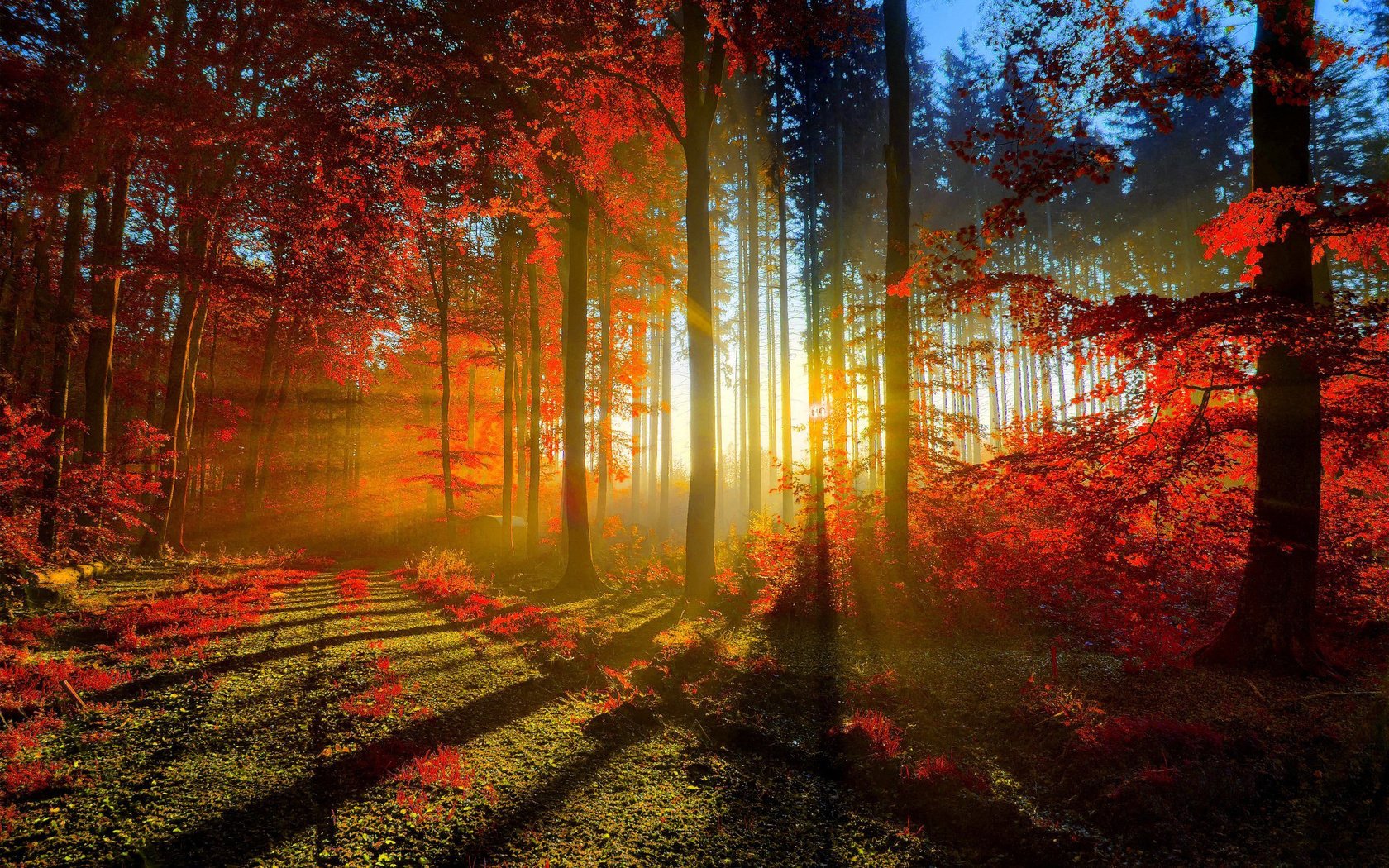 strada foglie autunno foresta alberi
