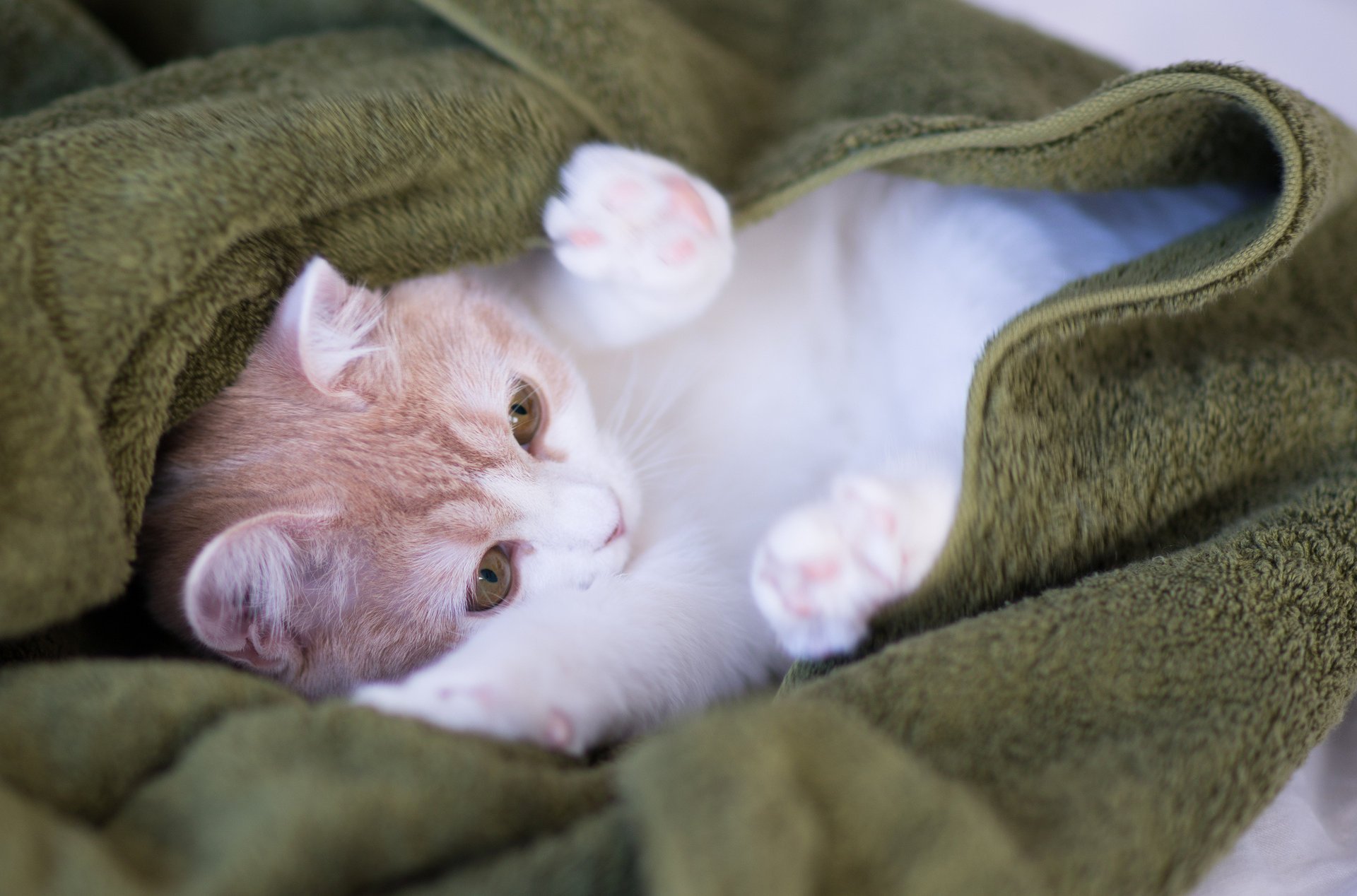 gatto gattino plaid