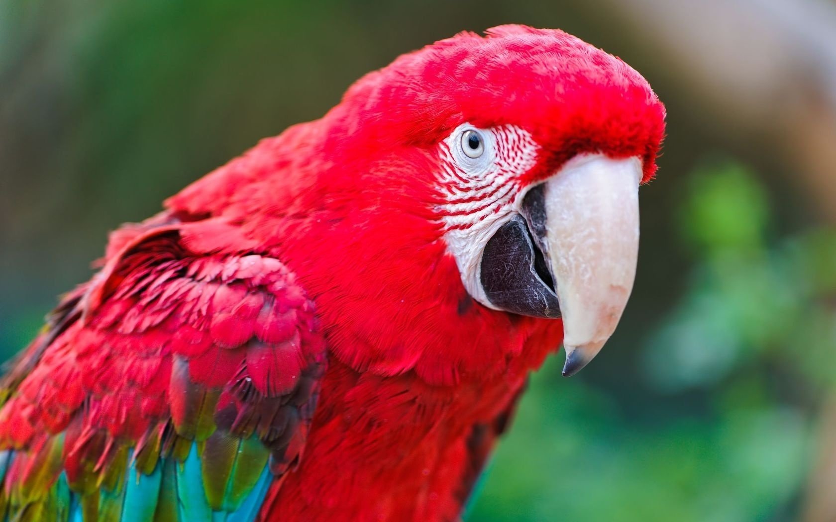 bird parrot