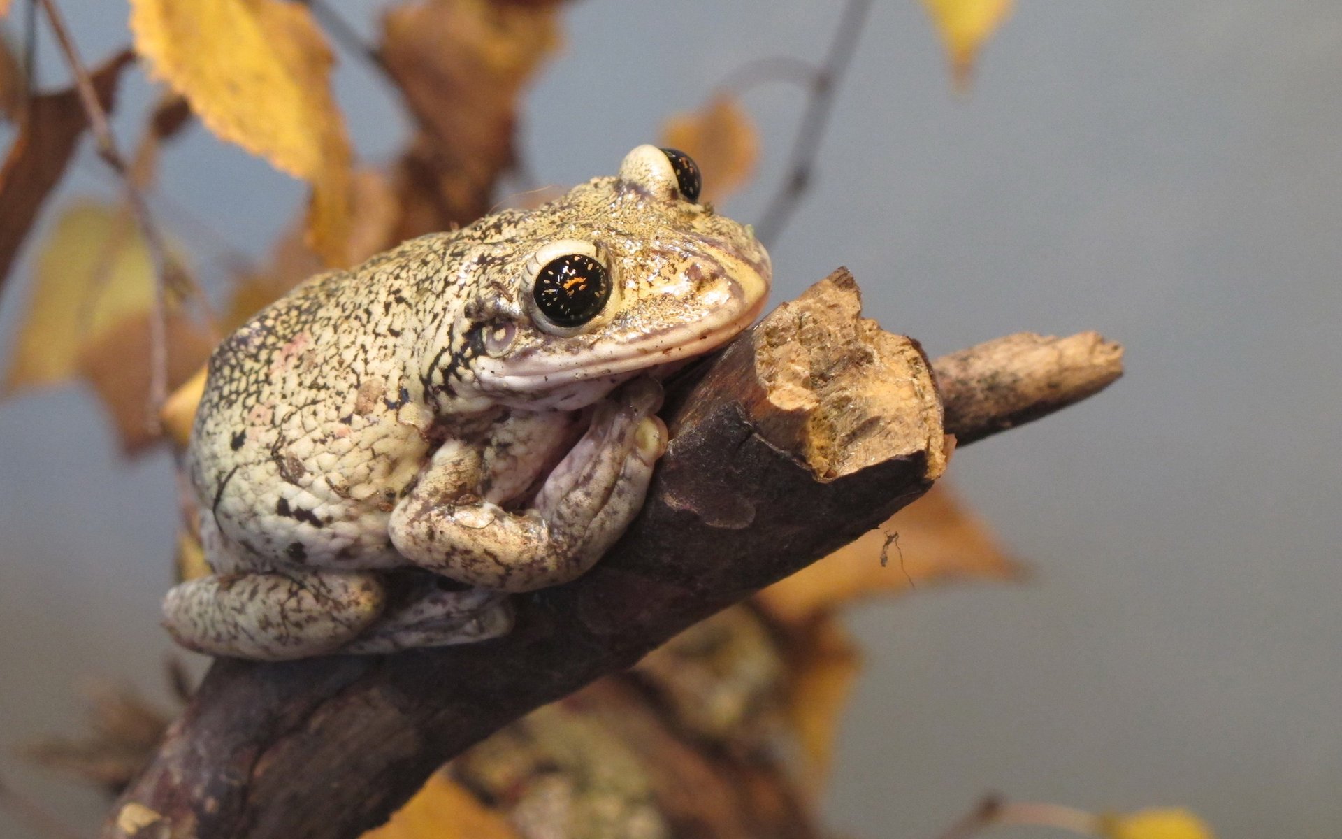 frog toad reptile branch autumn