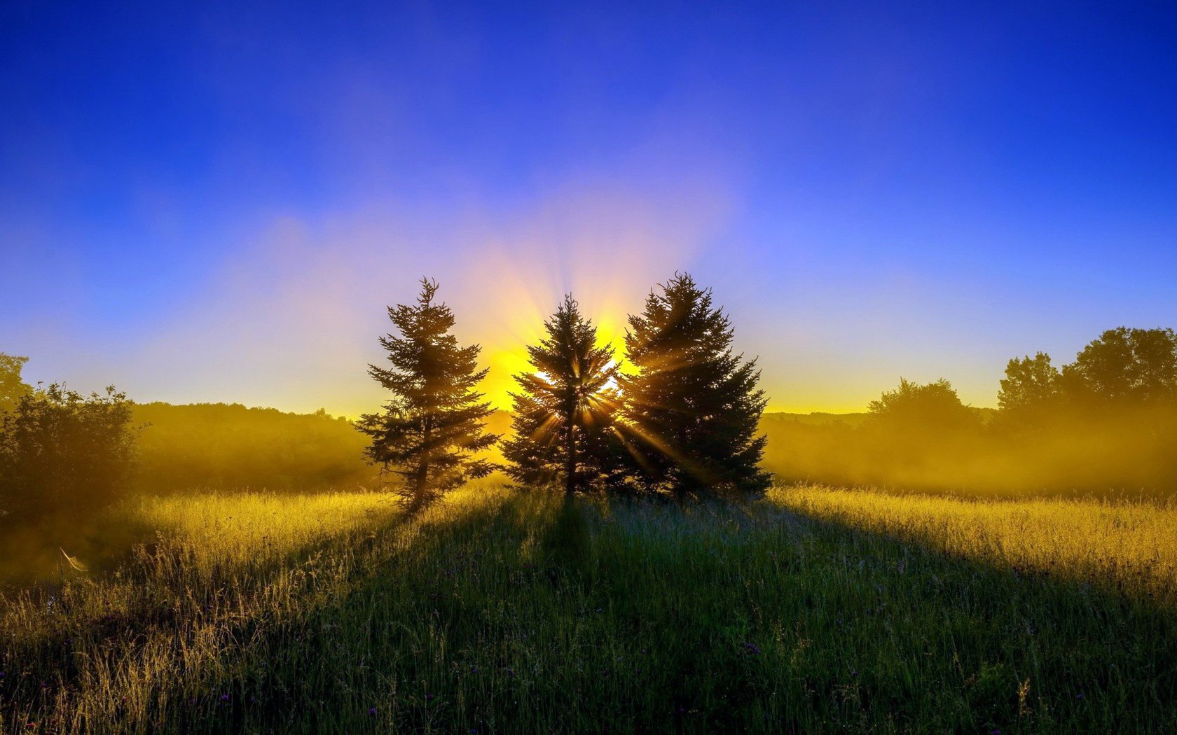 the edge green grass forest tree