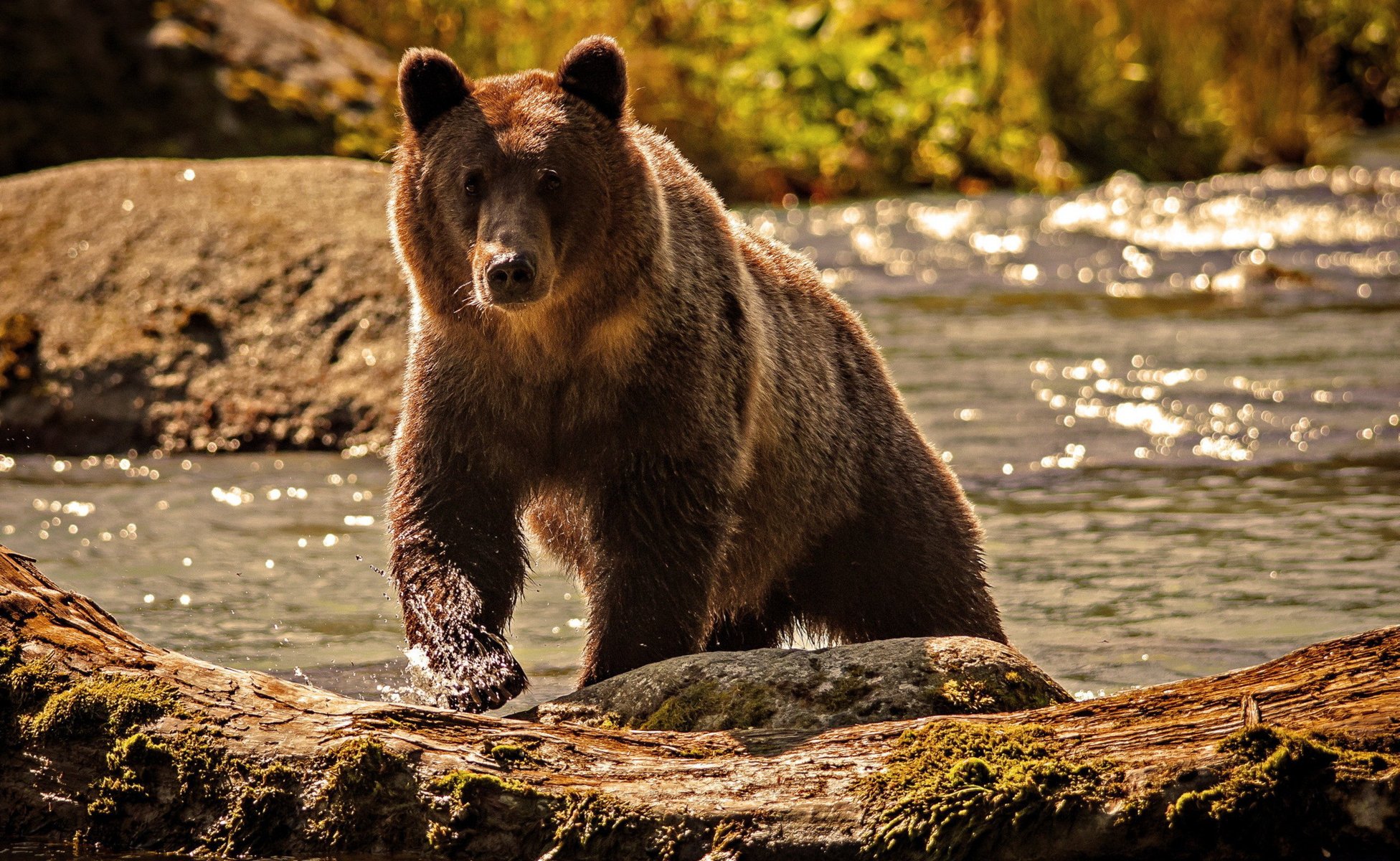 ours eau nature rivière