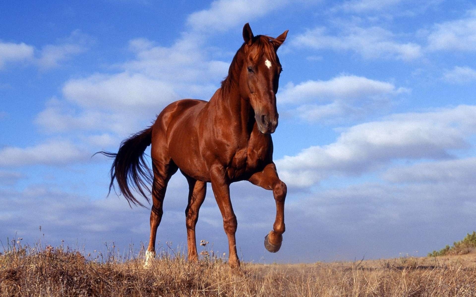 cavallo cavallo stallone corsa cielo