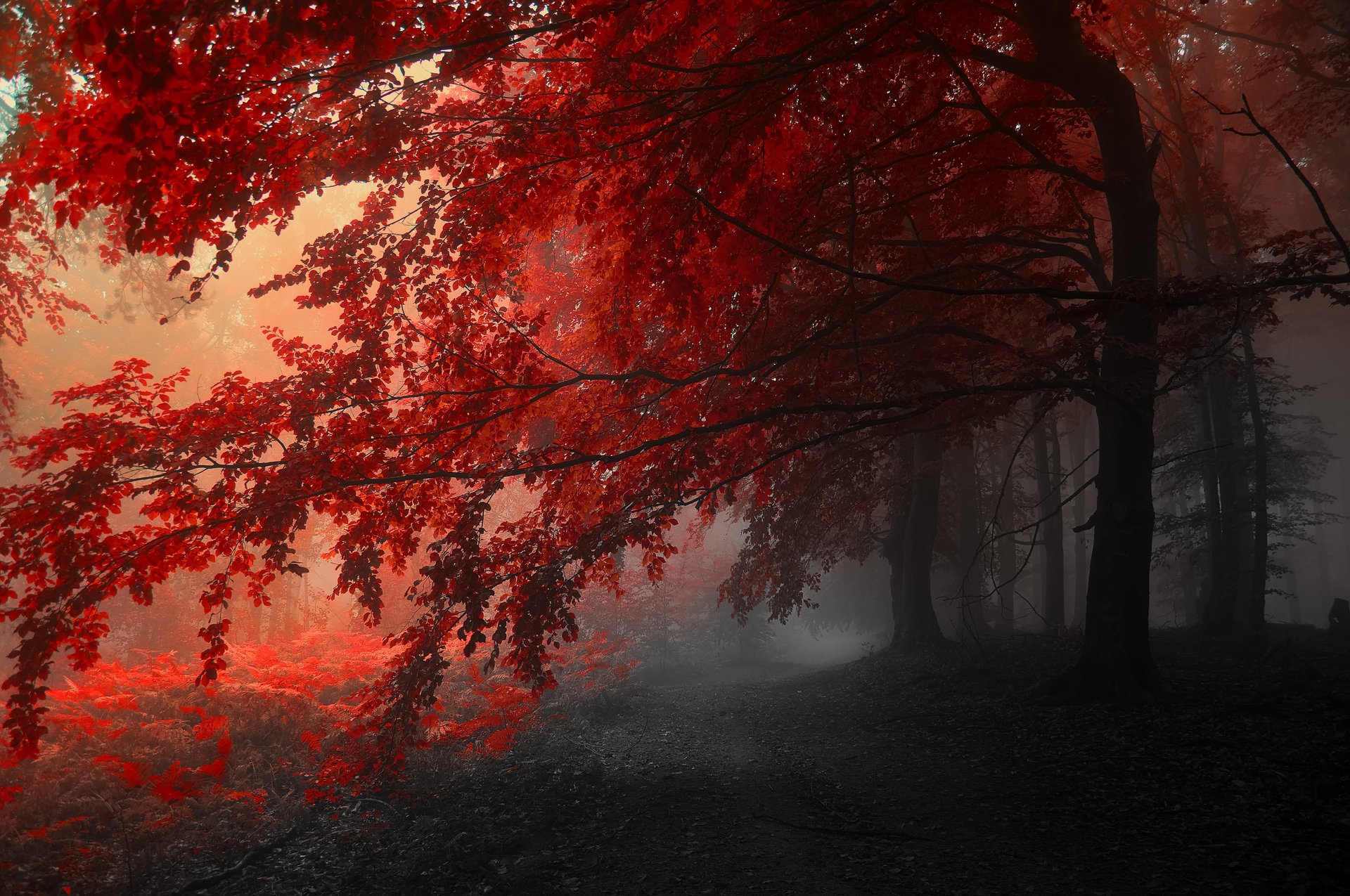 arbres gris rouge automne