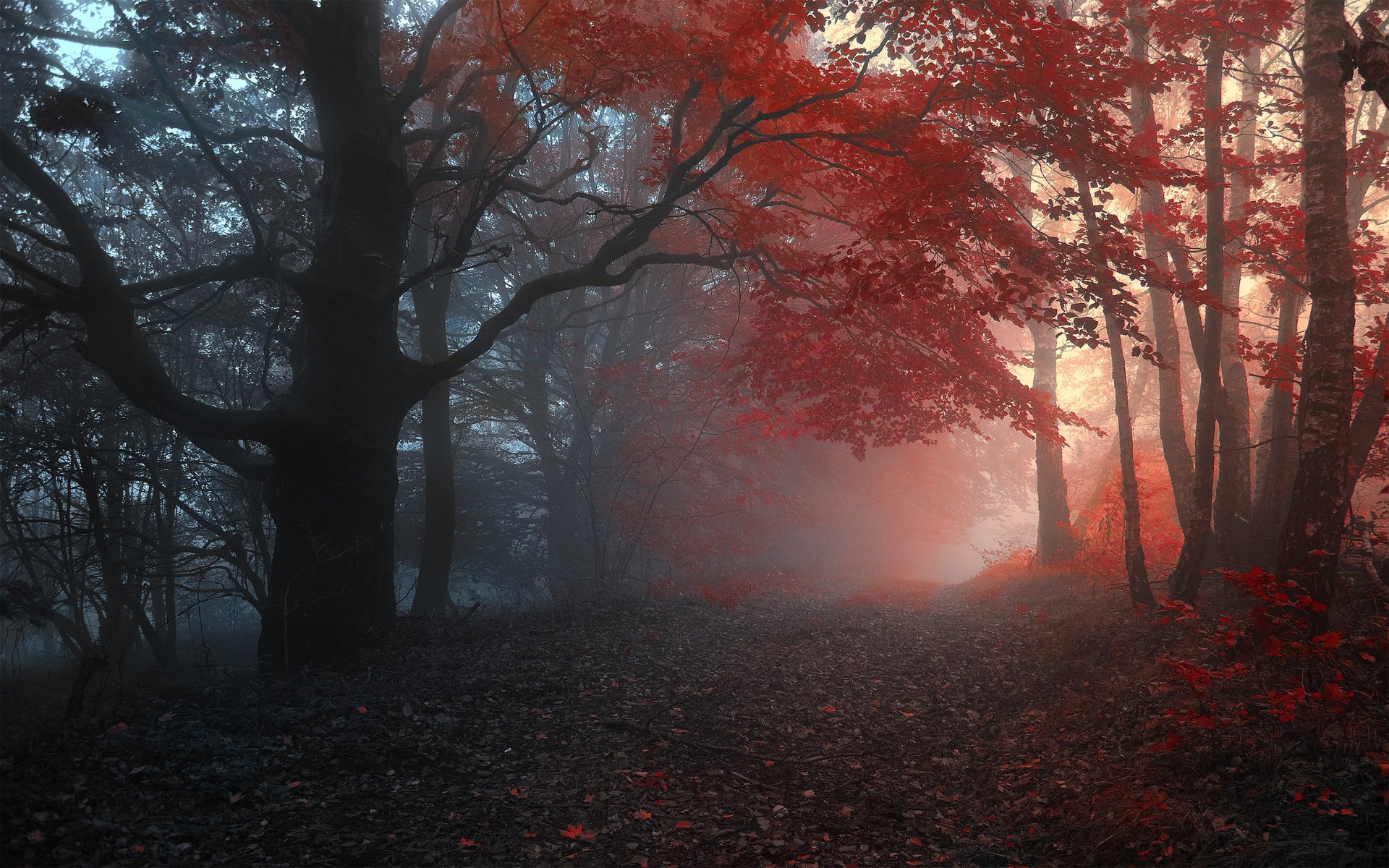 autumn forest trees fog road