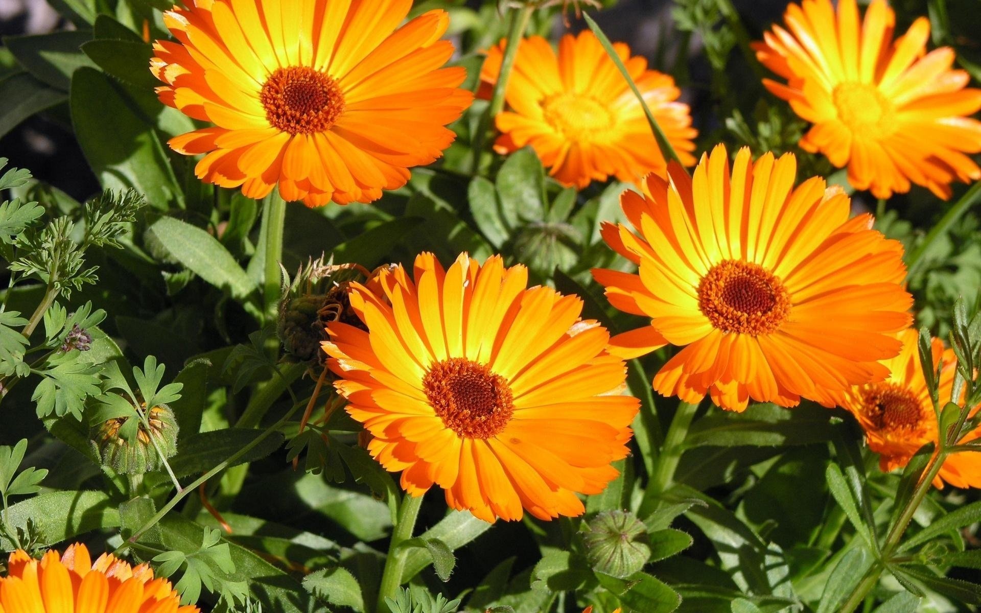 amarillo caléndulas