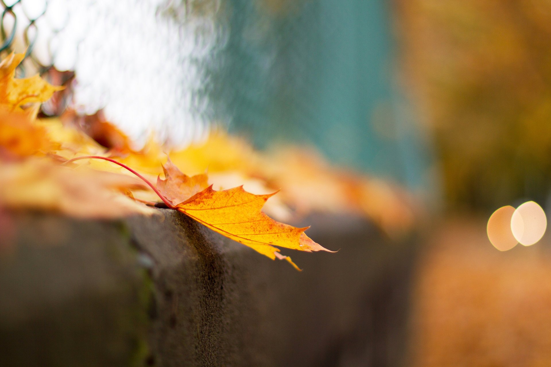maille bokeh automne feuille macro clôture