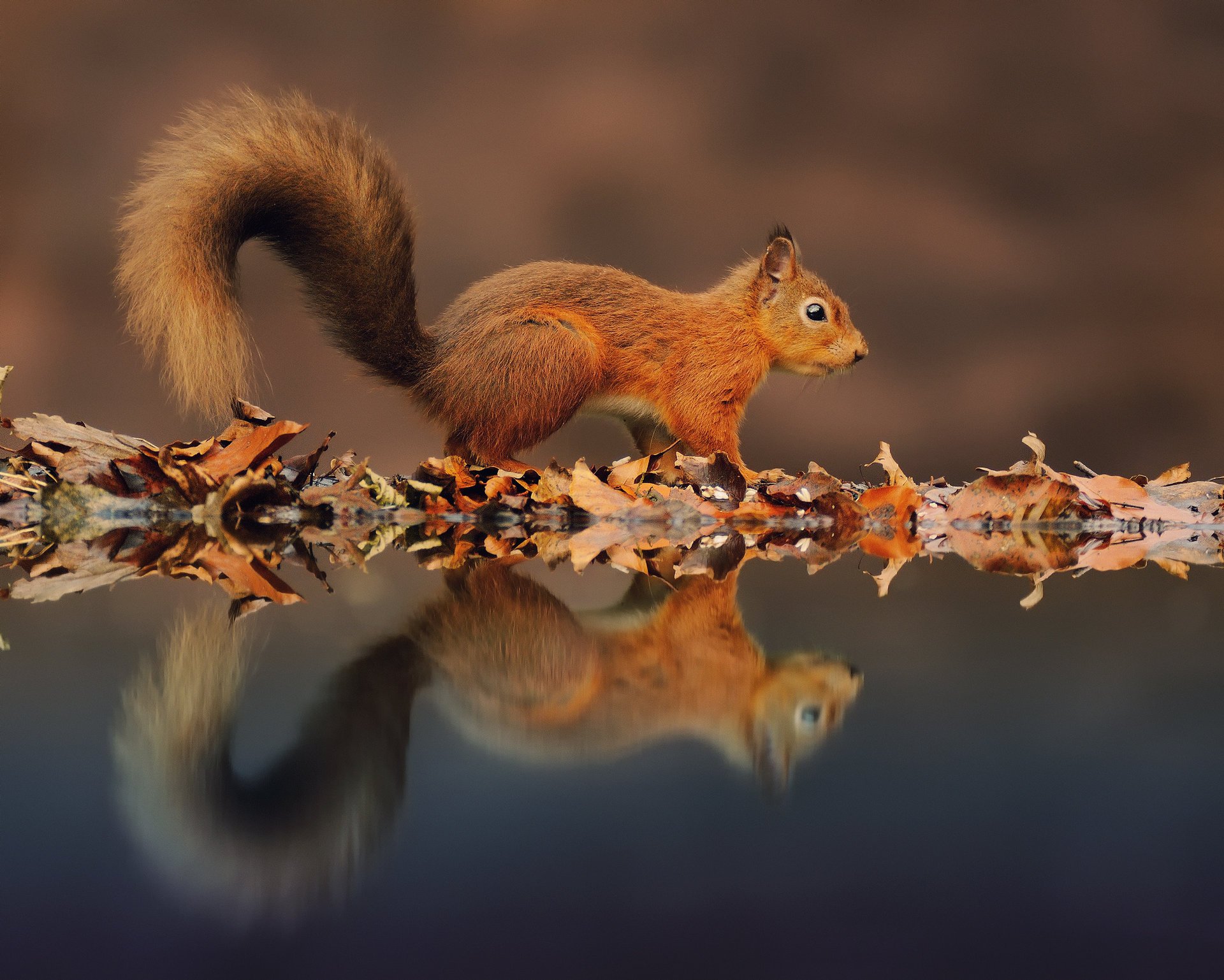 autumn reflection water protein foliage