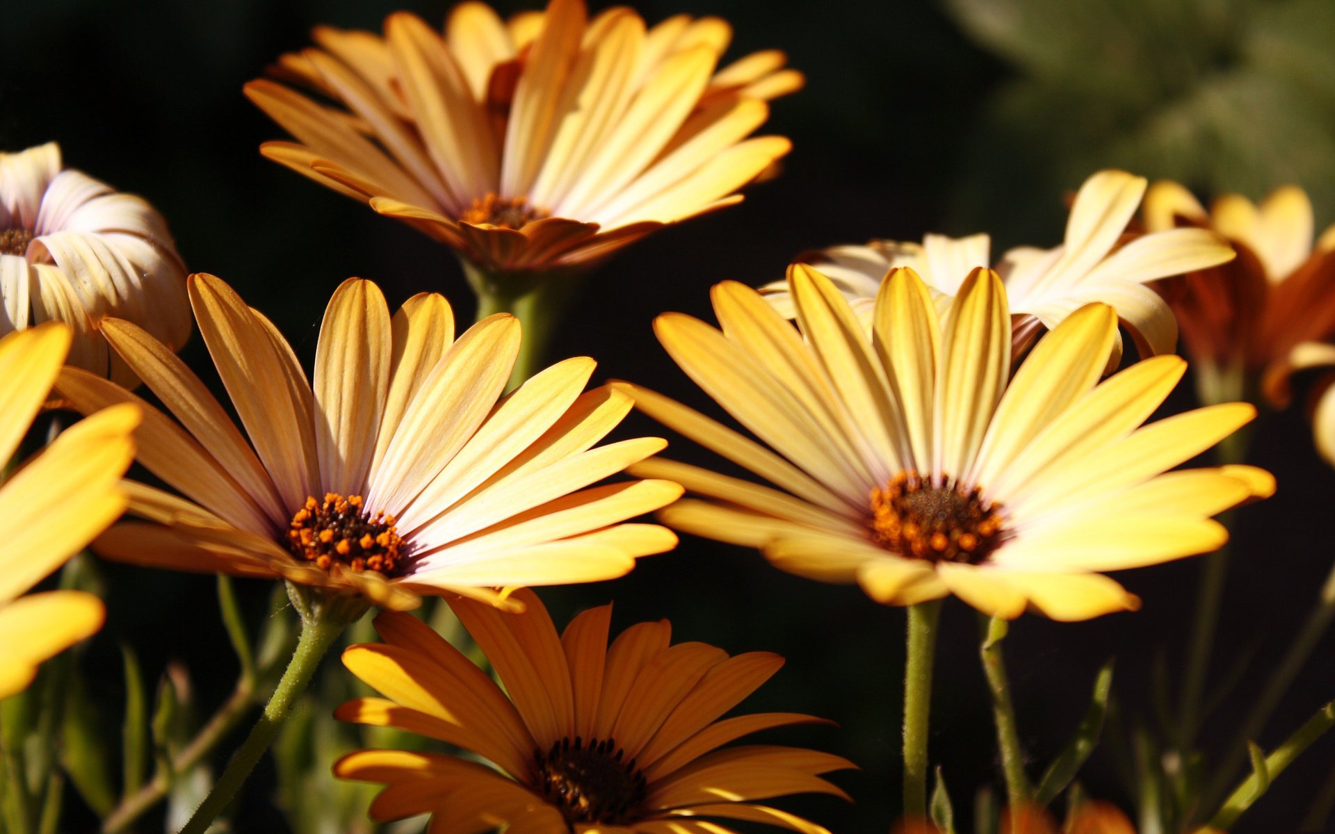 gerbera giallo