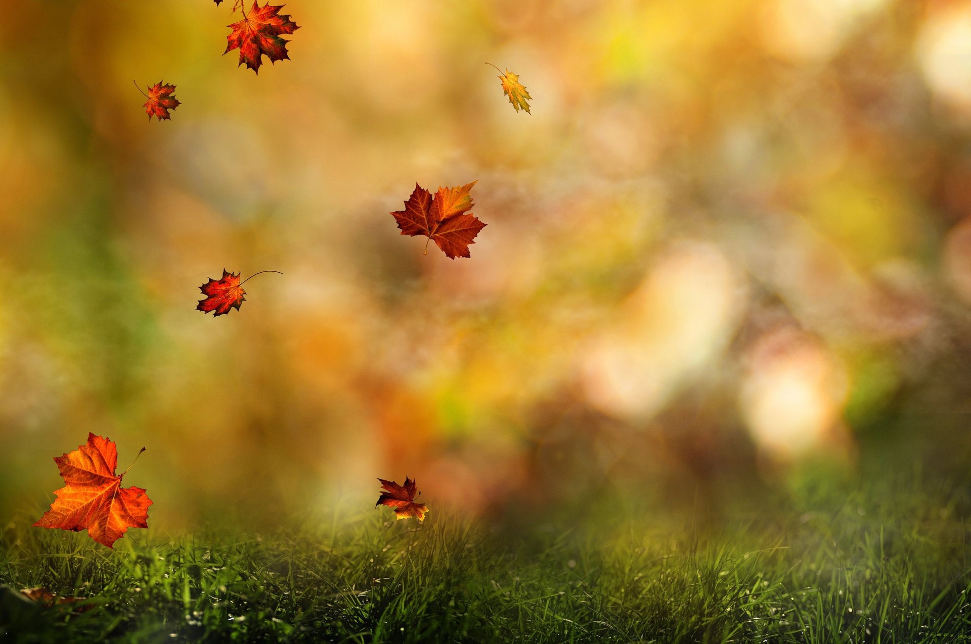 automne feuilles branche