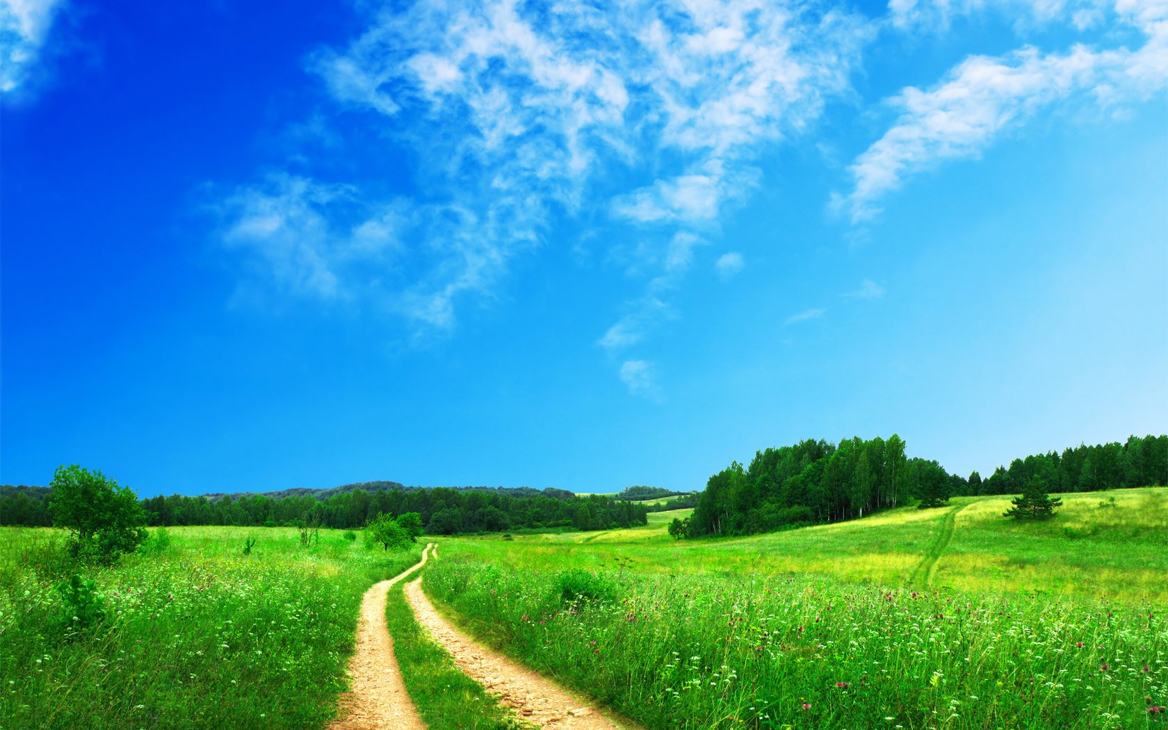 forest grass field the sky meadow road
