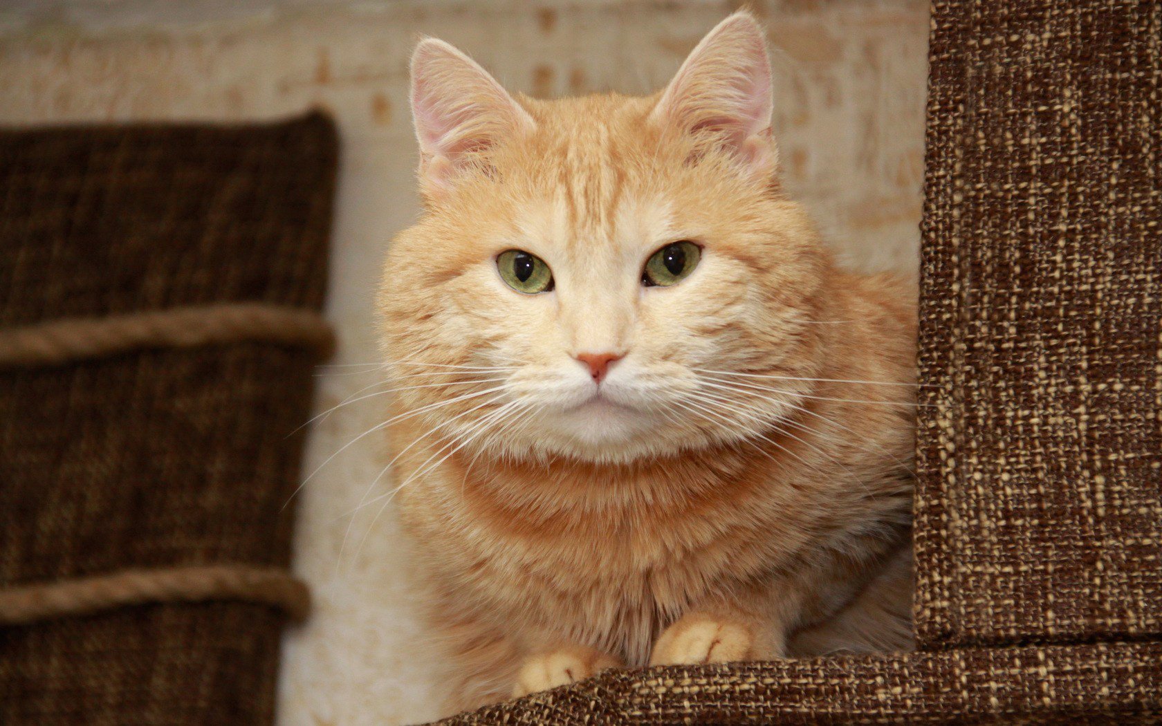 cat cat ginger