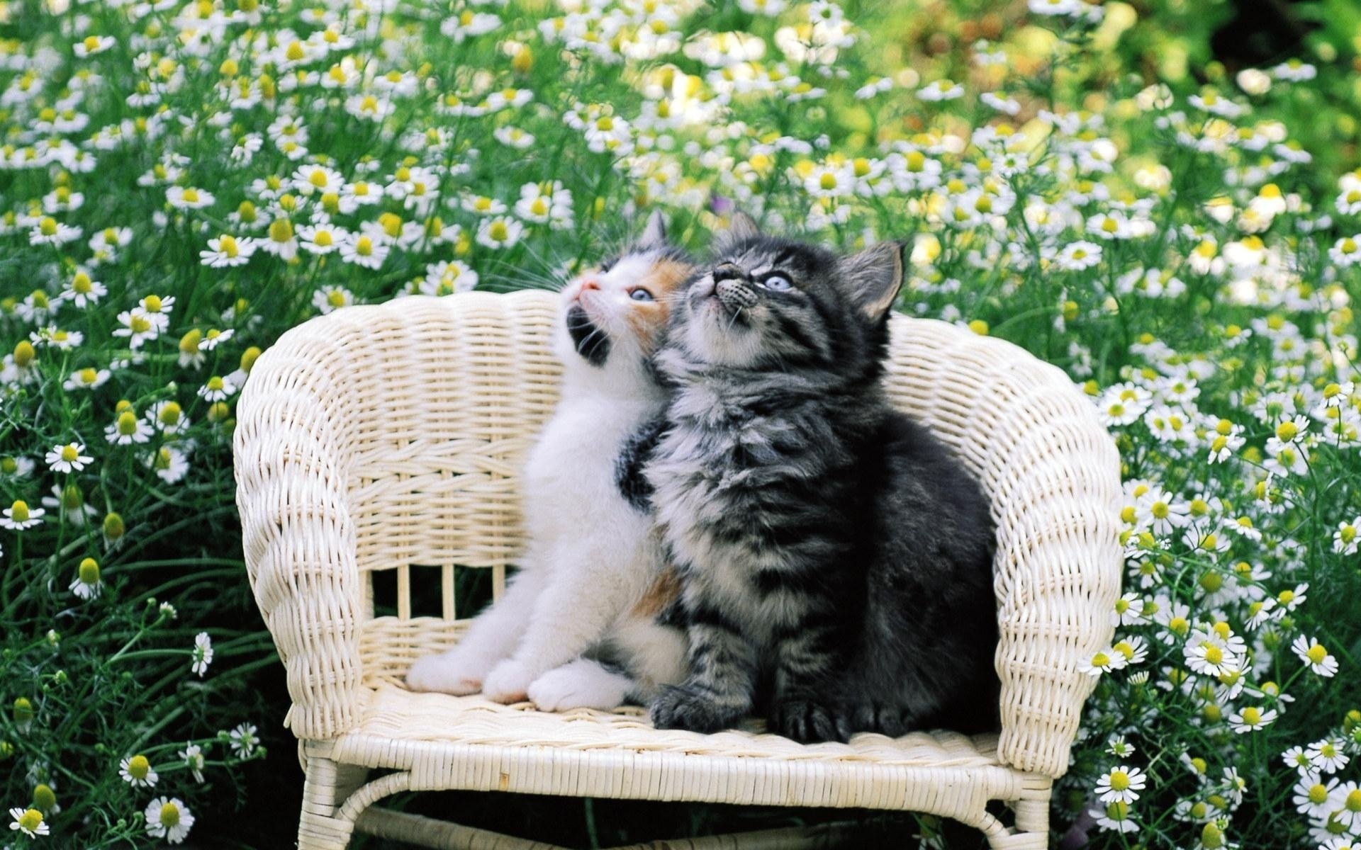 katzen kätzchen sessel gänseblümchen