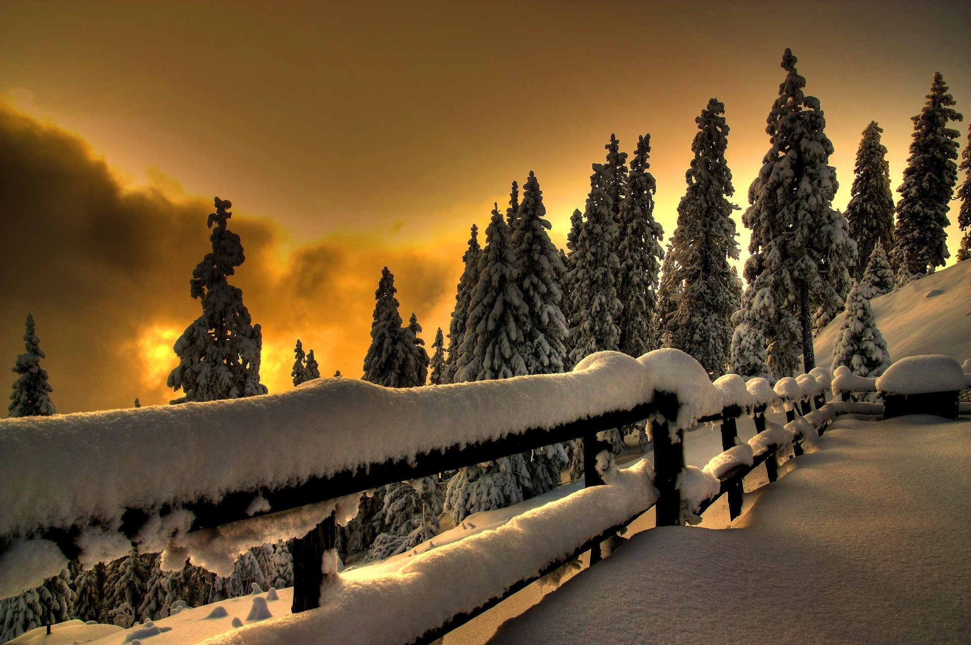 blanco como la nieve invierno nieve abeto frío