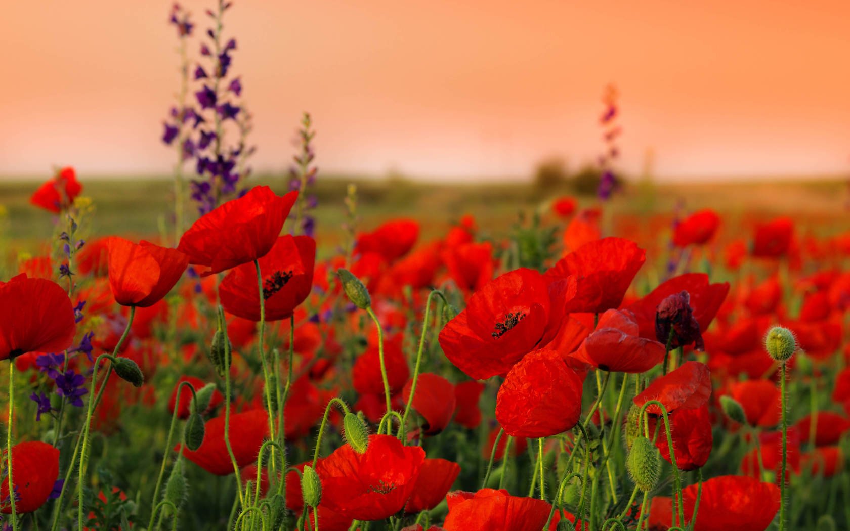 champ bourgeons rouges coquelicots fleurs