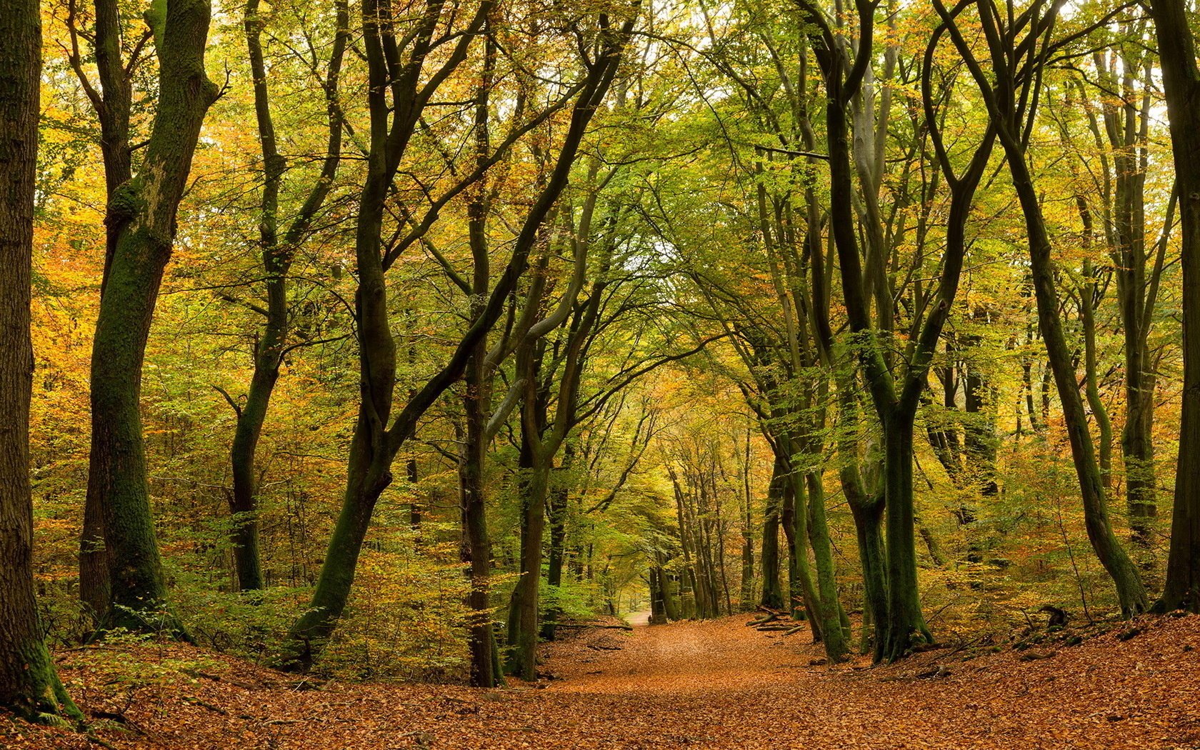 nature automne forêt