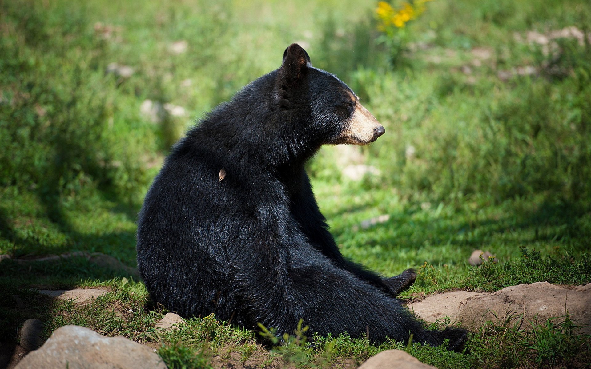 ours noir assis
