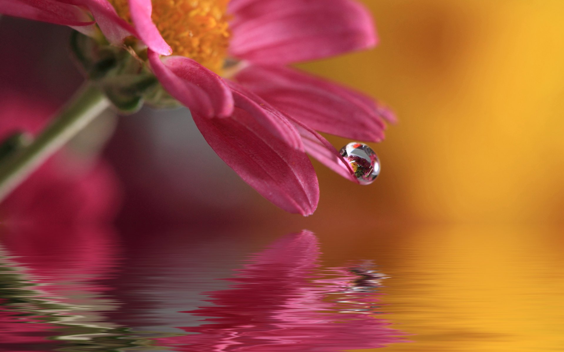 waterdrop water nature flower macro drop