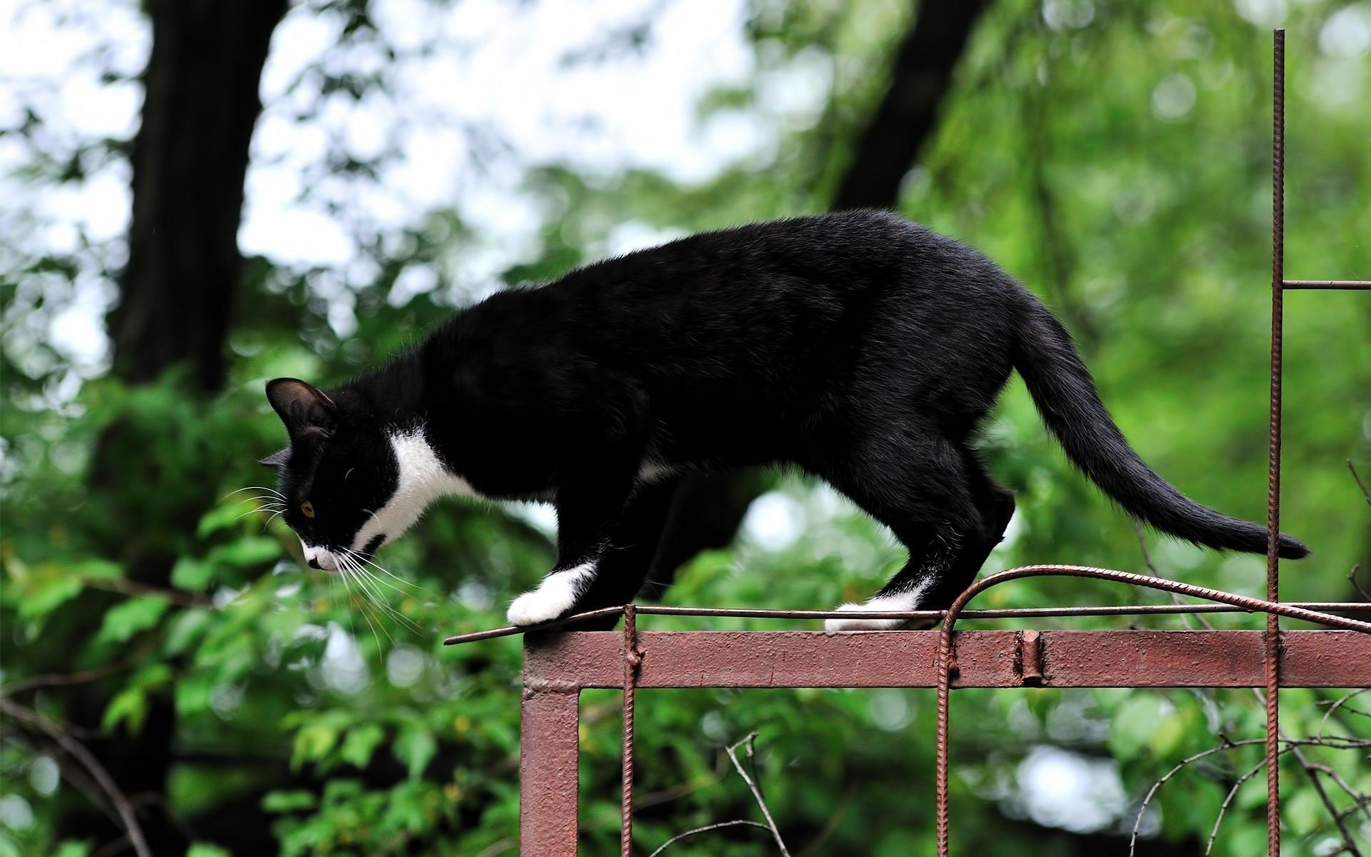gatto gatto salto