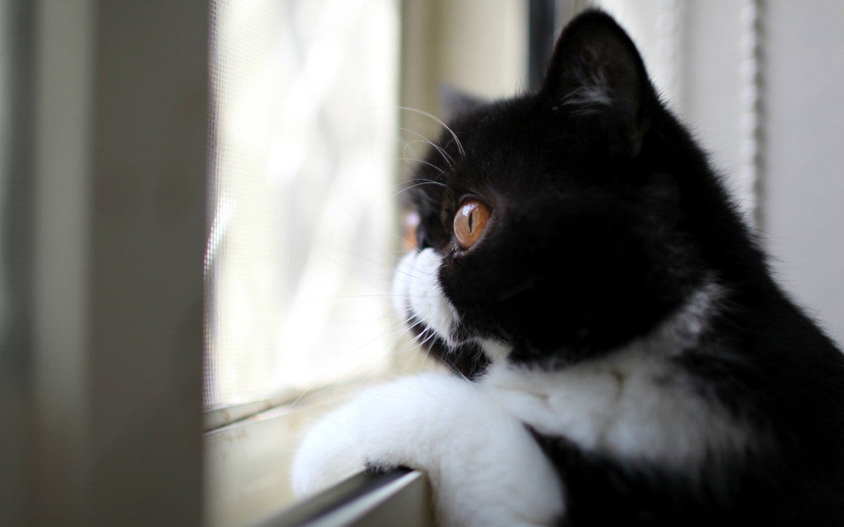 cat black and white profile color