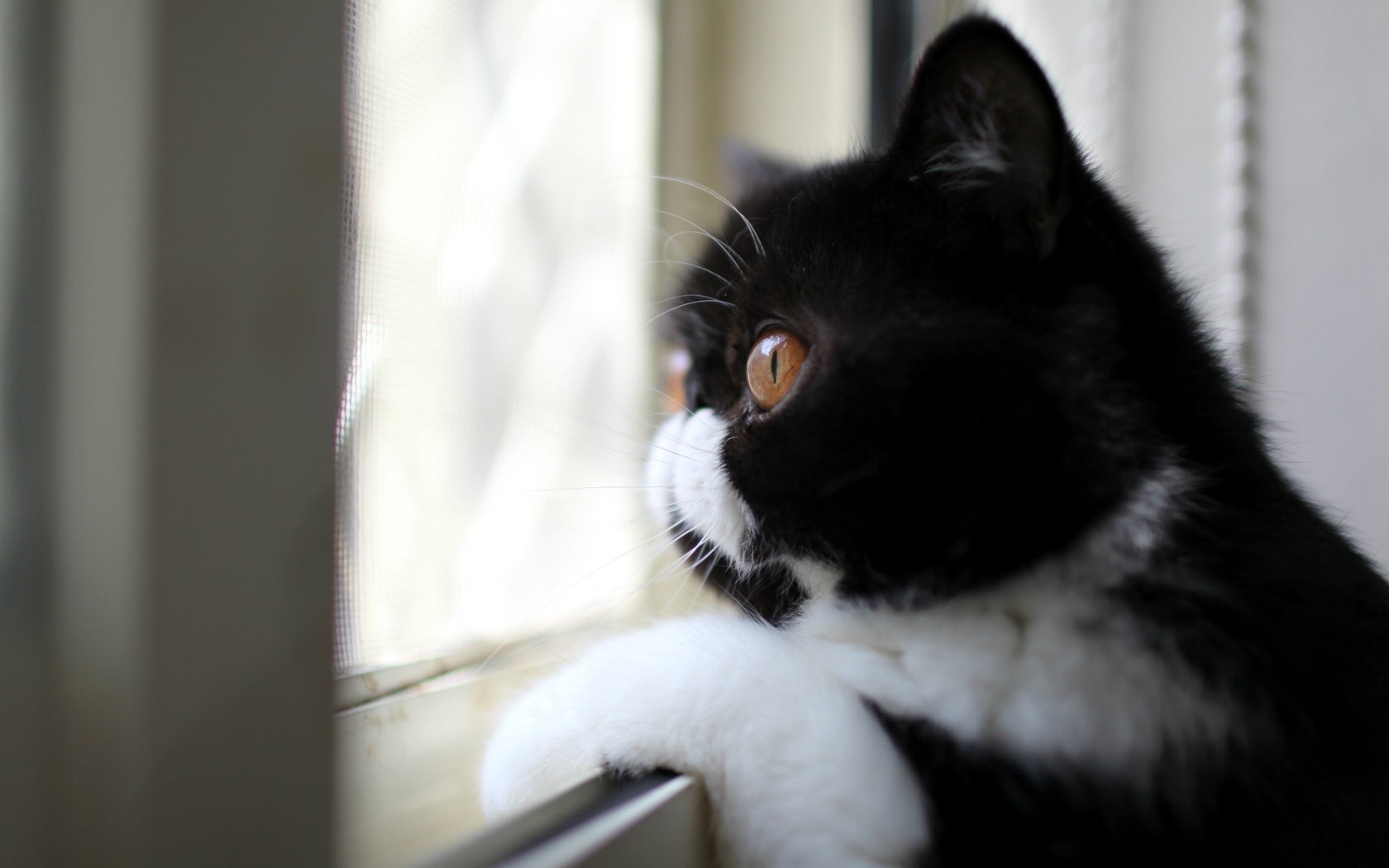 chat noir et blanc profil couleur