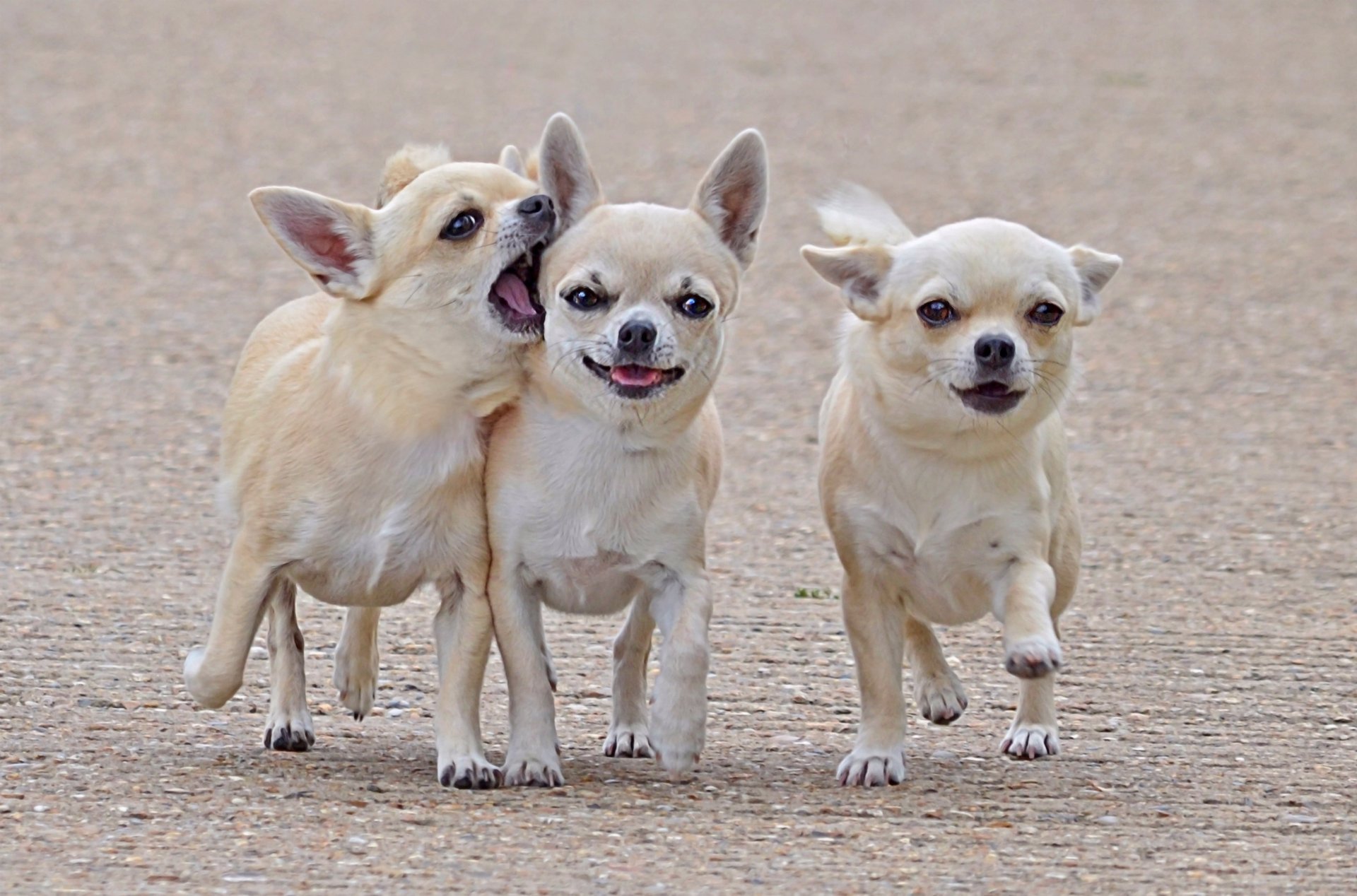 comrades friends three chihuahua