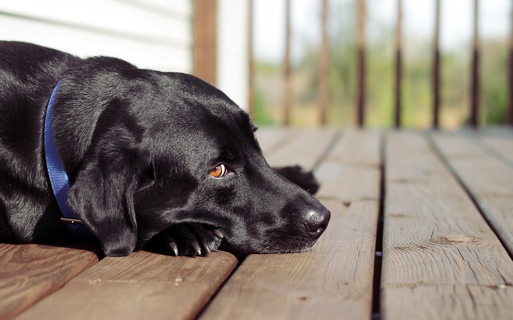 dog look each