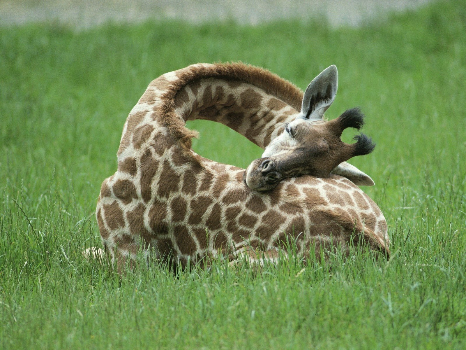 giraffe hals gras