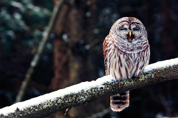 Hibou assis sur une branche de neige