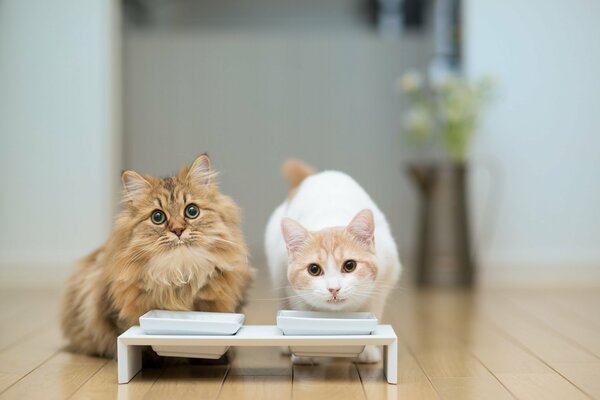 Deux chats se préparent pour le dîner