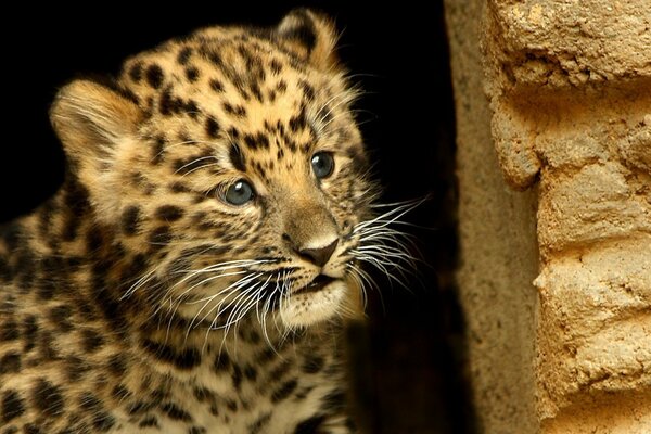 The little leopard looks scared