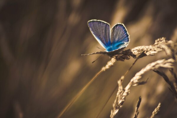 Papillon bleu sur un brin d herbe sèche