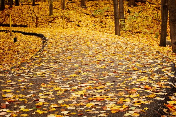 Strada in autunno cosparsa di foglie cadute ingiallite