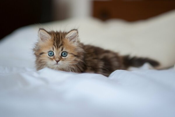 Le regard perçant d un chaton mignon