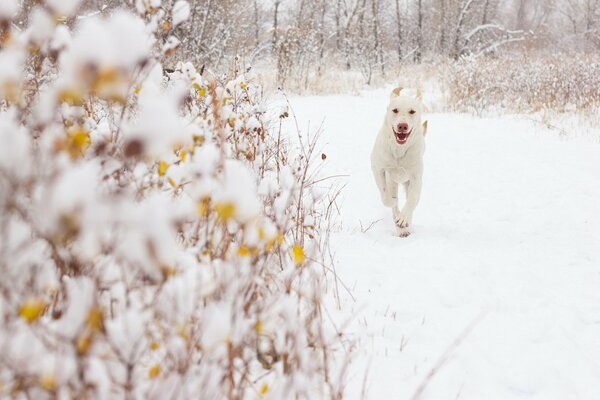 Cane bianco che corre sulla neve bianca