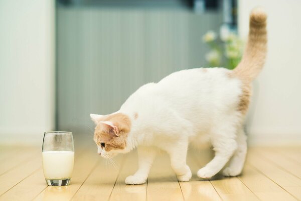 The cat is hunting for a glass of milk